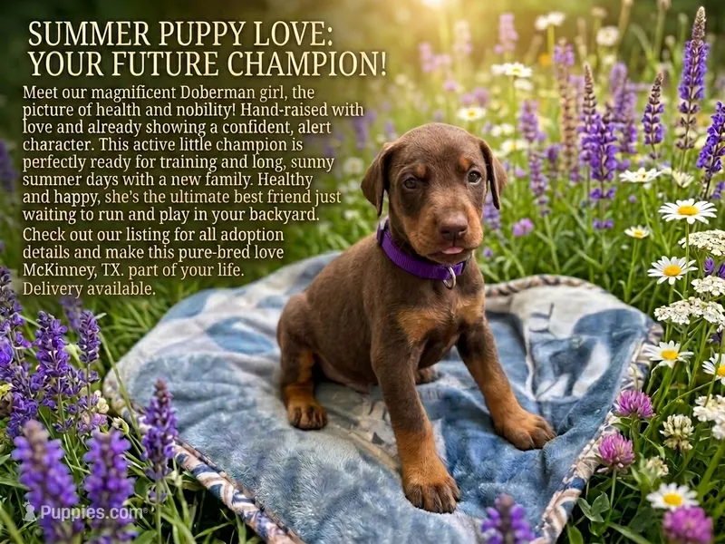 Purple – Doberman Pinscher puppy for sale in Mckinney, TX