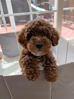 Archibald, a male Poodle - Miniature  for sale in Fairfax, VA – 3 of 4