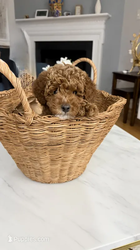 Archibald – Poodle - Miniature  puppy for sale in Fairfax, VA