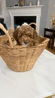 Archibald, a male Poodle - Miniature  for sale in Fairfax, VA – 1 of 4