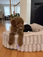 Archibald, a male Poodle - Miniature  for sale in Fairfax, VA – 4 of 4