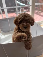 Archibald, a male Poodle - Miniature  for sale in Fairfax, VA – 2 of 4