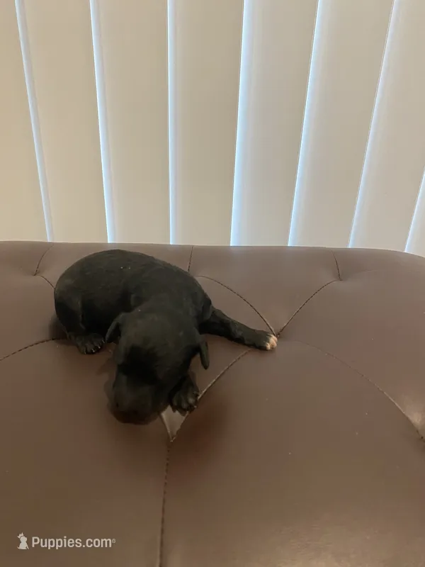 Black abstract  – Poodle - Miniature  puppy for sale in Salisbury, NC