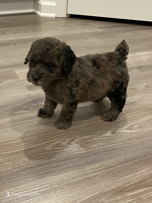 Merle #2 – Poodle - Toy  puppy for sale in Lexington, NC