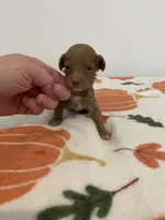 Red abstract , a female Poodle - Miniature  for sale in Lexington, NC – 2 of 4