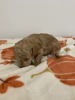 Apricot abstract, a male Poodle - Toy  for sale in Lexington, NC – 4 of 5