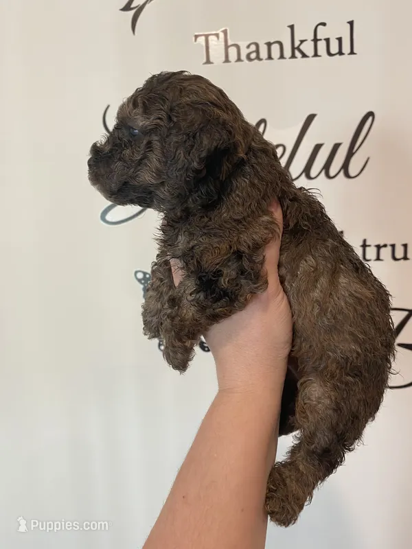 Merle #1 – Poodle - Toy  puppy for sale in Lexington, NC