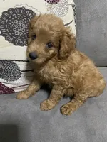 Red  , a male Cavalier King Charles Spaniel and Poodle - Miniature  for sale in Salisbury, NC – 3 of 3