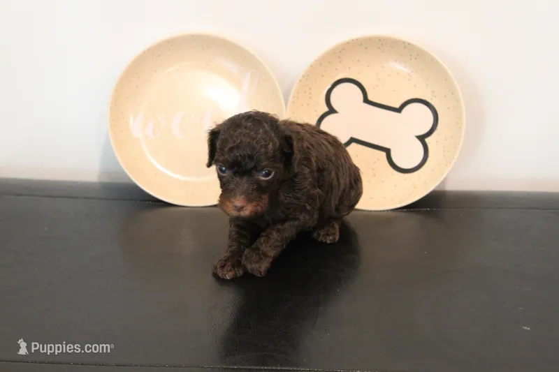Chocolate phantom  – Poodle - Miniature  puppy for sale in Lexington, NC