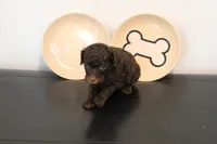 Chocolate phantom , a male Poodle - Miniature  for sale in Lexington, NC – 1 of 5