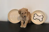 Dark Apricot, a male Poodle - Toy  for sale in Lexington, NC – 2 of 4