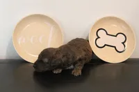 Merle #1, a male Poodle - Toy  for sale in Lexington, NC – 3 of 5