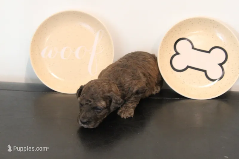 Merle #1 – Poodle - Toy  puppy for sale in Lexington, NC