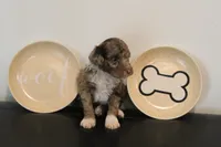 Chocolate Merle phantom , a male Poodle - Miniature  for sale in Lexington, NC – 4 of 7