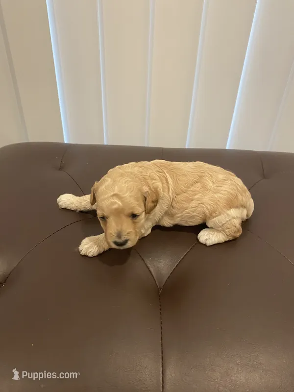 Cream abstract  – Poodle - Toy  puppy for sale in Salisbury, NC
