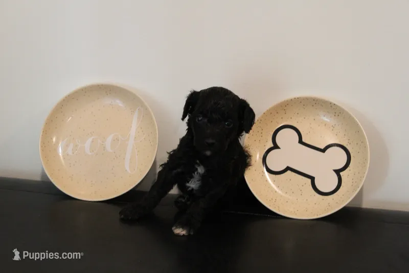Black abstract  – Poodle - Miniature  puppy for sale in Lexington, NC