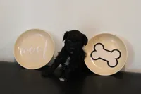 Black abstract , a male Poodle - Miniature  for sale in Lexington, NC – 1 of 3