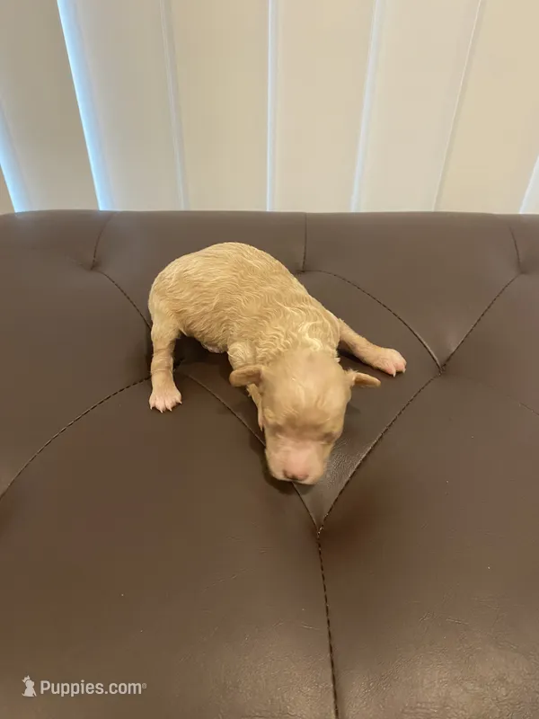 Cream female  – Poodle - Miniature  puppy for sale in Salisbury, NC