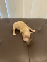 Cream female , a female Poodle - Miniature  for sale in Salisbury, NC – 1 of 4