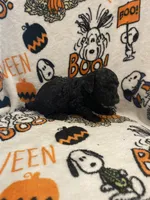 Female black ghost phantom, a female Poodle - Toy  for sale in Lexington, NC – 3 of 9