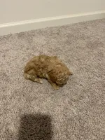 Dark Apricot, a male Poodle - Toy  for sale in Lexington, NC – 4 of 5