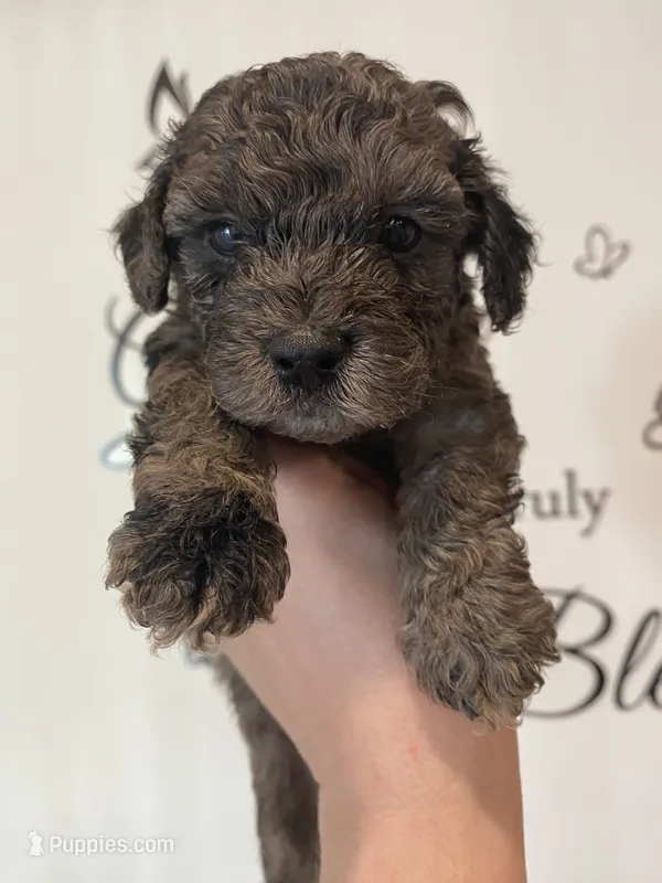Merle #2 – Poodle - Toy  puppy for sale in Lexington, NC