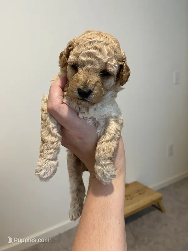 Apricot  – Poodle - Toy  puppy for sale in Lexington, NC