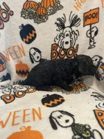 Female black ghost phantom, a female Poodle - Toy  for sale in Lexington, NC – 2 of 9