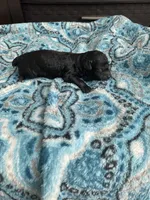 Male black , a male Poodle - Toy  for sale in Salisbury, NC – 4 of 7