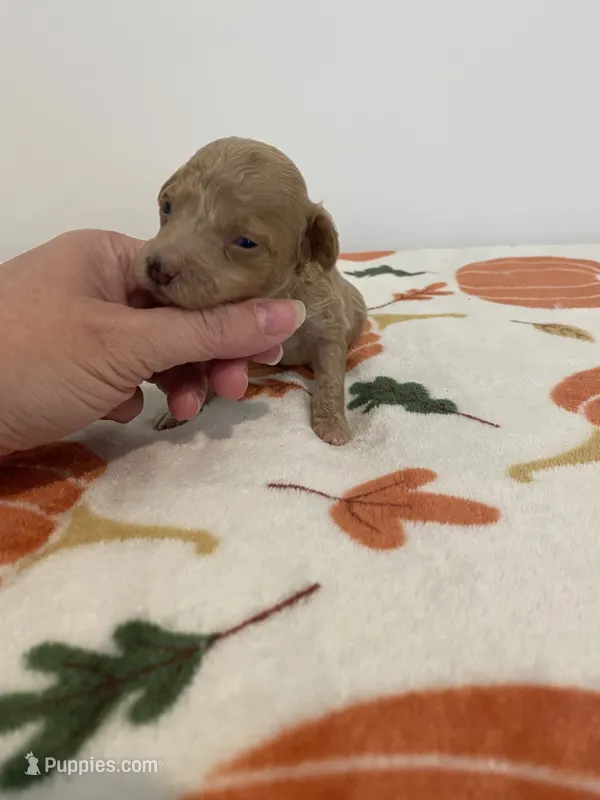 Cream female  – Poodle - Miniature  puppy for sale in Salisbury, NC