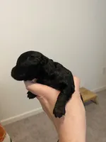 Male black , a male Poodle - Toy  for sale in Lexington, NC – 4 of 4