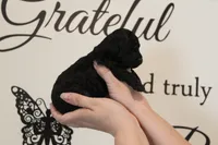Female Phantom , a female Poodle - Toy  for sale in Lexington, NC – 4 of 5