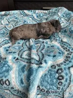 Merle Male , a male Poodle - Toy  for sale in Salisbury, NC – 5 of 6