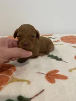 Male red  , a male Poodle - Miniature  for sale in Lexington, NC – 1 of 3