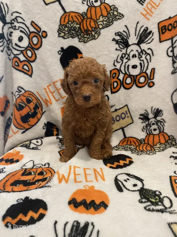 Male red   – Poodle - Miniature  puppy for sale in Lexington, NC