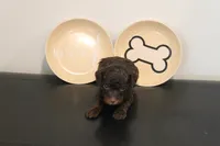 Chocolate phantom , a male Poodle - Miniature  for sale in Lexington, NC – 2 of 5