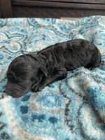 Male black , a male Poodle - Toy  for sale in Salisbury, NC – 6 of 7