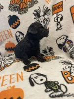 Female black ghost phantom, a female Poodle - Toy  for sale in Lexington, NC – 5 of 9