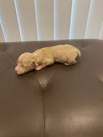 Cream female , a female Poodle - Miniature  for sale in Salisbury, NC – 4 of 4