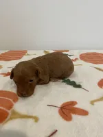 Male red  , a male Poodle - Miniature  for sale in Lexington, NC – 2 of 3