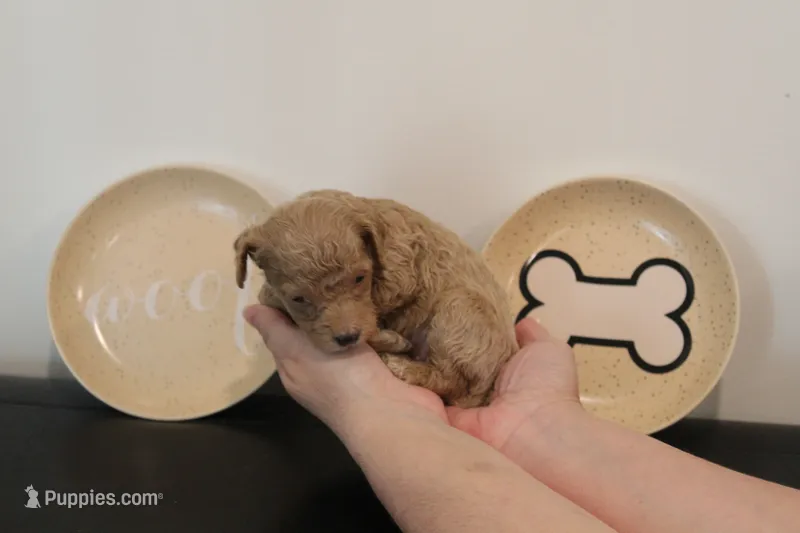 Cream female  – Poodle - Miniature  puppy for sale in Lexington, NC