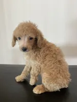 Cream female , a female Poodle - Miniature  for sale in Lexington, NC – 3 of 7