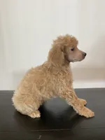 Cream female , a female Poodle - Miniature  for sale in Lexington, NC – 7 of 7