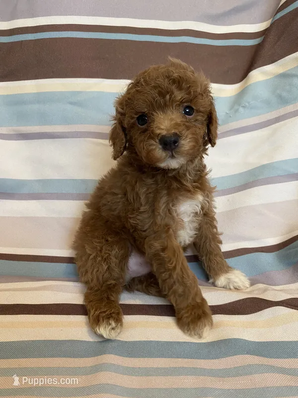 Red tuxedo – Poodle - Miniature  puppy for sale in Lexington, NC