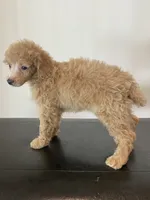 Cream female , a female Poodle - Miniature  for sale in Lexington, NC – 5 of 7