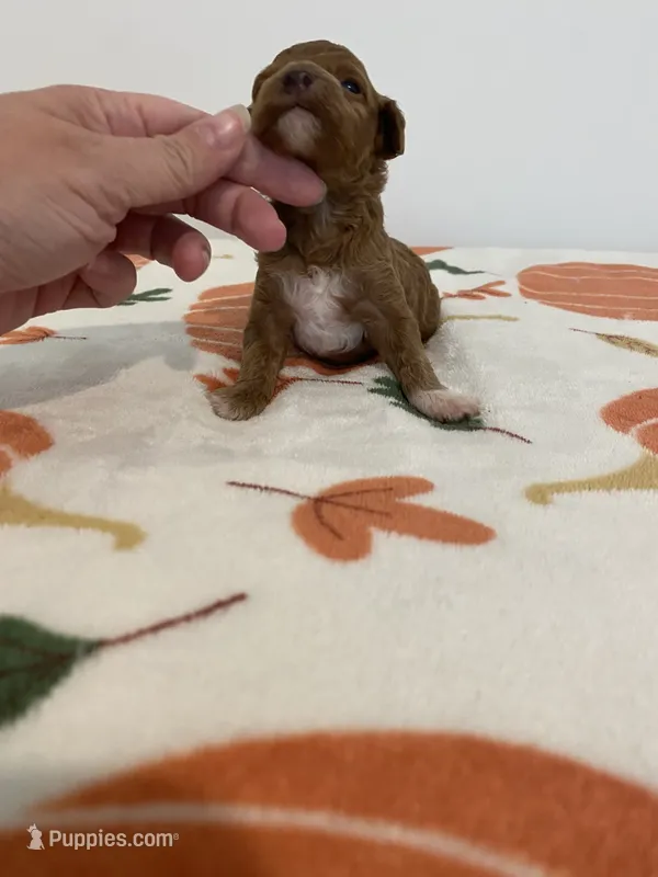 Red tuxedo – Poodle - Miniature  puppy for sale in Salisbury, NC