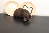 Chocolate phantom , a male Poodle - Miniature  for sale in Lexington, NC – 3 of 5