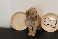 Dark Apricot, a male Poodle - Toy  for sale in Lexington, NC – 4 of 4