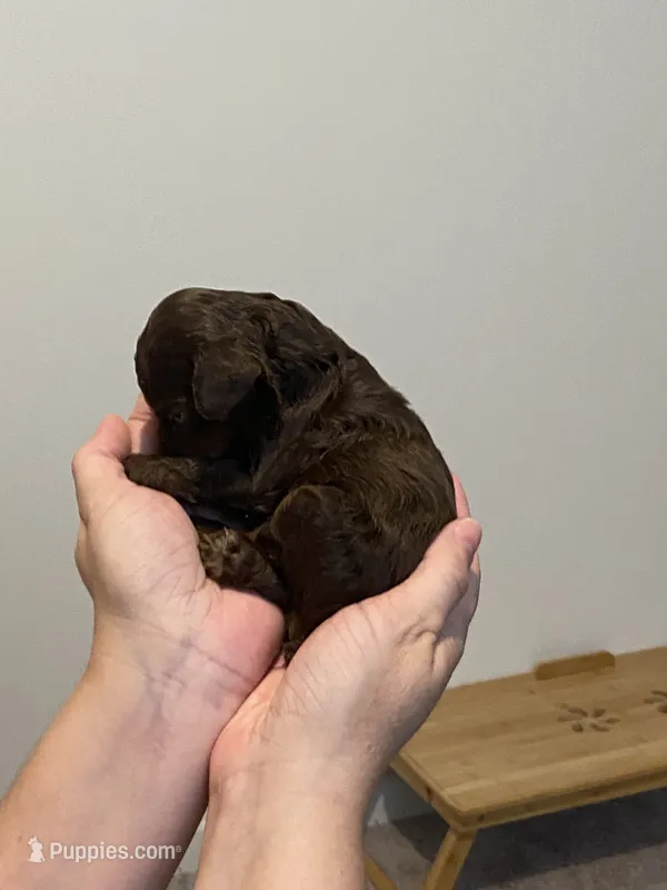 Chocolate phantom  – Poodle - Miniature  puppy for sale in Lexington, NC