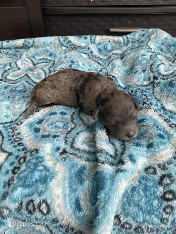 Merle Male  – Poodle - Toy  puppy for sale in Salisbury, NC